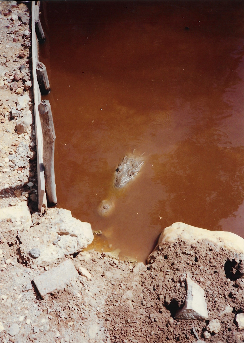 Alligator, James Bond Island, Jamaica Swamp Safari Village, 1989