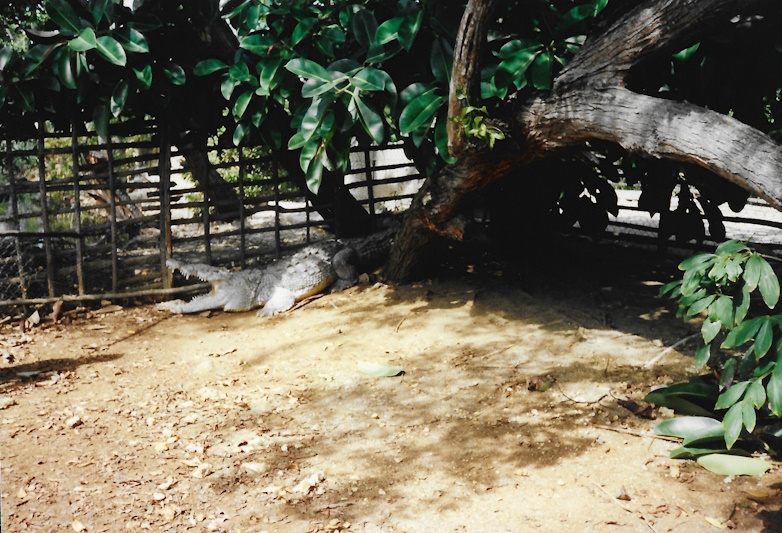 Crocodile, Jamaica Swamp Safari Village, 1989