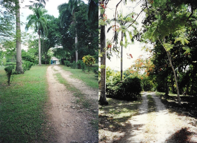 Goldeneye, Jamaica, garden, 1989