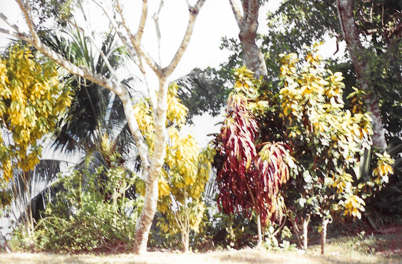 Goldeneye, Jamaica, garden, jungle, 1989