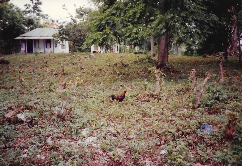 Goldeneye, Jamaica, garden, hurricane hugo, 1989