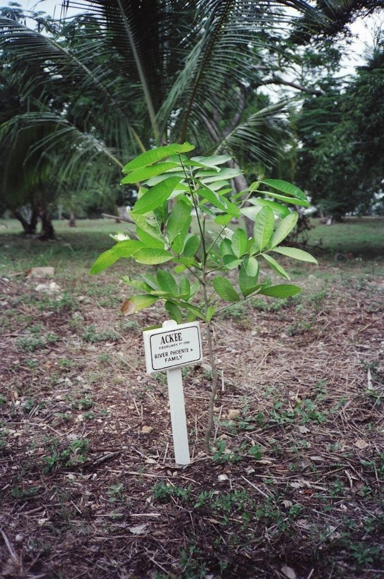 Goldeneye, tree, donation, River Phoenix, family, 1989