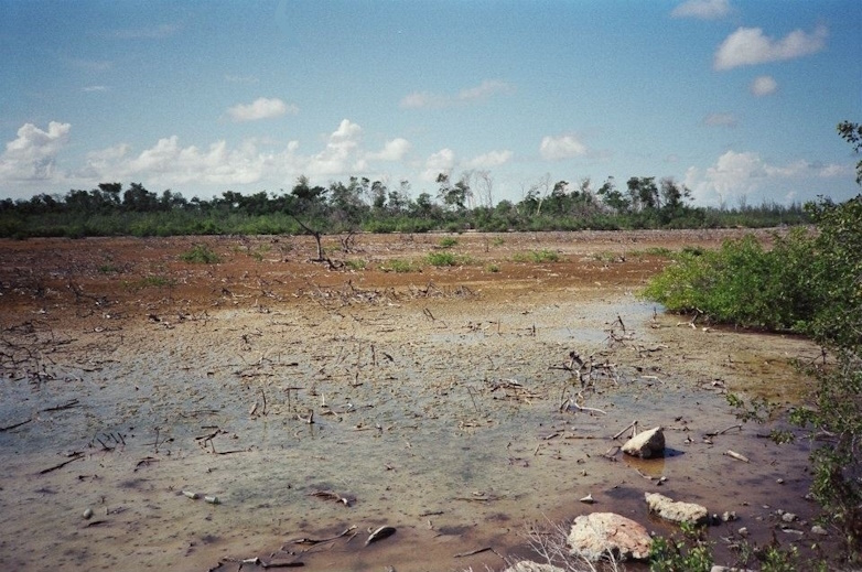 Vanzie Swamp Salt Marsh, Jamaica, 1989